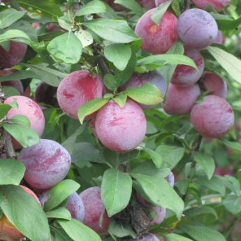 Plum Trees