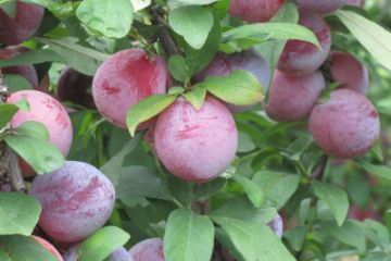 Plum Trees