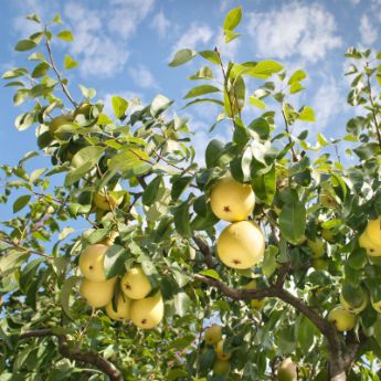 Pear Trees