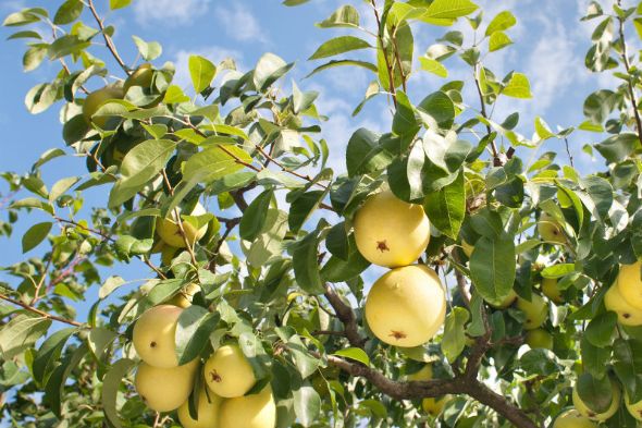 Pear Trees