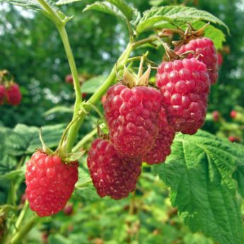 Raspberry Plants