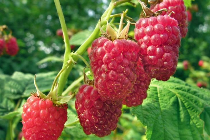 Raspberry Plants