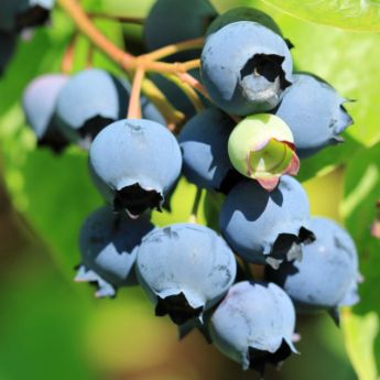 Blueberry Plants