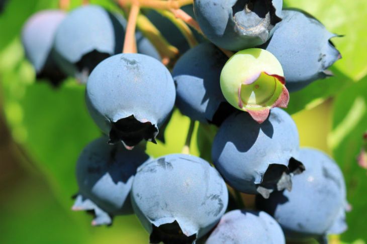 Blueberry Plants