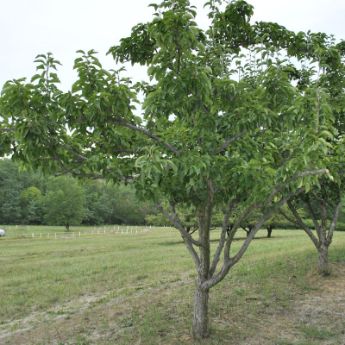 Dwarf Bosc Pear Tree - Cinnamon brown pears are some of the sweetest a –  Online Orchards