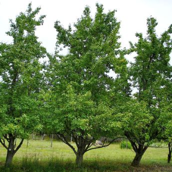 Standard Pear Trees