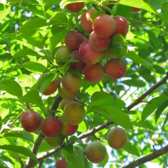 Standard Plum Tree