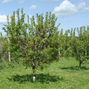 Dwarf Plum Trees