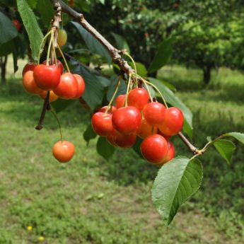 Heirloom Cherry Tree