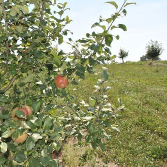 Honeycrisp Apple Pollination Chart