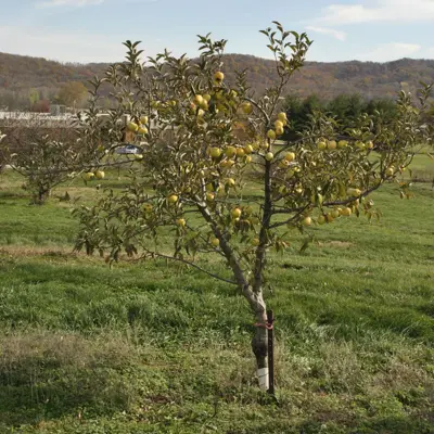Photo of CandyCrisp® Apple Tree