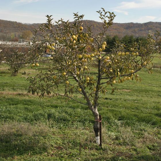 Photo of CandyCrisp® Apple Tree