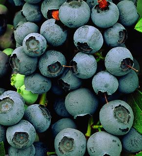 Photo of Darrow Blueberry Plant