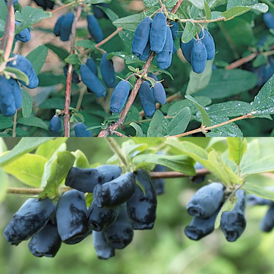 Photo of Honeyberry Plant Collection