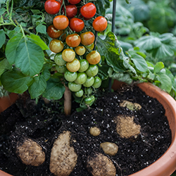 Photo of Ketchup N Fries™ TomTatos® Plant