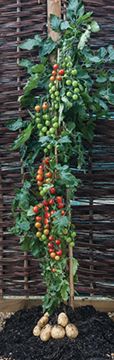 Photo of Ketchup N Fries™ TomTatos® Plant