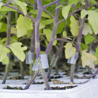 Grafted Vegetable Plants