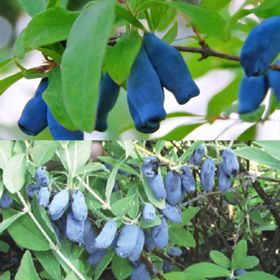 Photo of Early Honeyberry Plant Collection