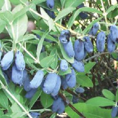 Photo of Early Honeyberry Plant Collection
