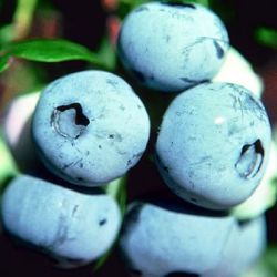 Photo of Jubilee Blueberry Plant