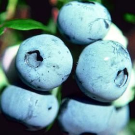 Photo of Jubilee Blueberry Plant