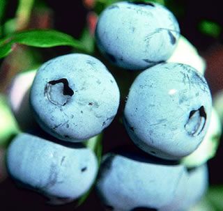 Jubilee Blueberry