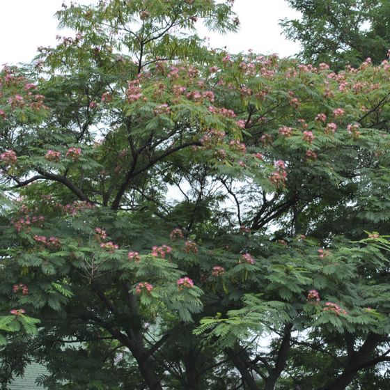 Photo of E H Wilson Mimosa Tree