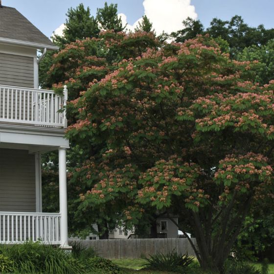 Photo of E H Wilson Mimosa Tree