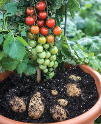 Photo of Ketchup N Fries™ TomTatos® Plant