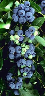 Photo of Misty Blueberry Plant