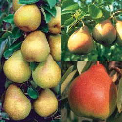 Perfect Pear Tree Collection