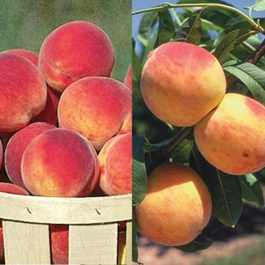 Photo of Cold-Hardy Peach Tree Collection