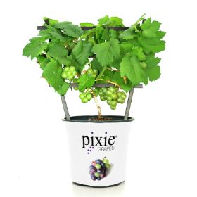 Photo of Pixie® Pinot Meunier White Grape Vine
