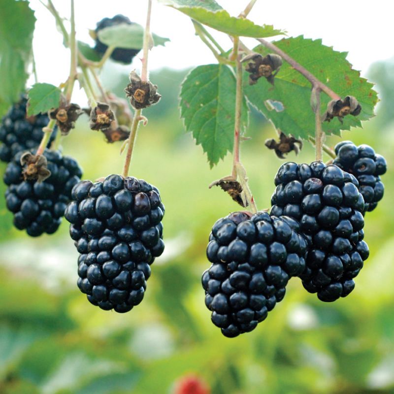 PERFECT PLANTS Apache BlackBerry Bush 1 Gallon | Live Thornless Fruit For Outdoor Planting | Fresh Fruits For Home Gardens | Dark Purple Berries Emerge During Early Summer
