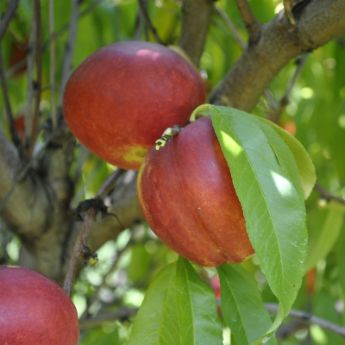 Nectarine Trees