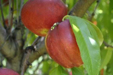 Nectarine Trees