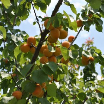 Apricot Trees