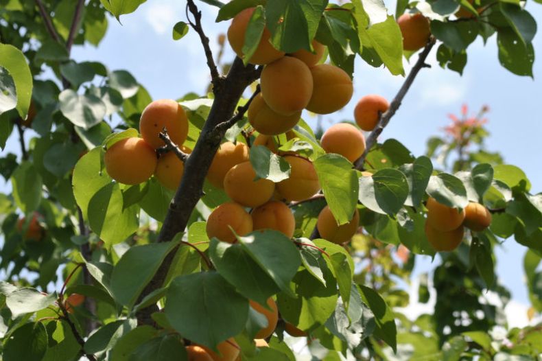 Apricot Trees