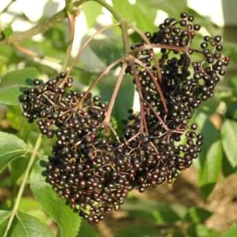 Elderberry Plants