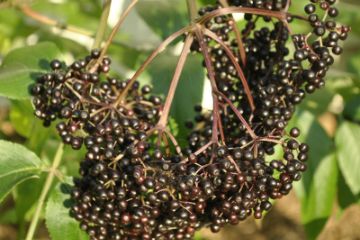 Elderberry Plants