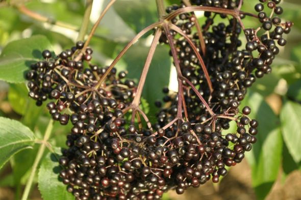 Elderberry Plants