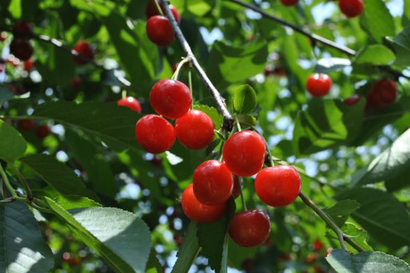 Cherry Trees