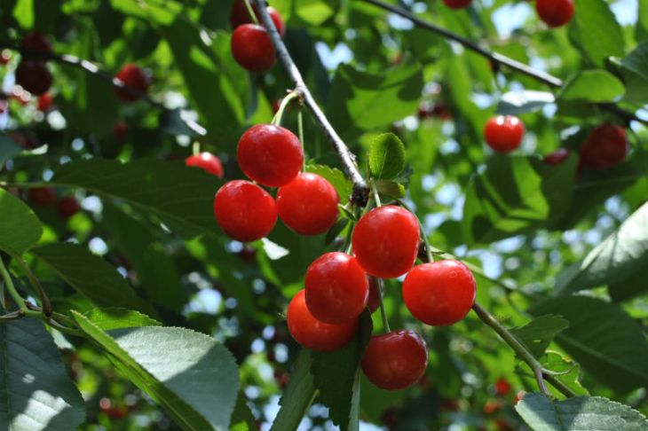 Cherry Trees