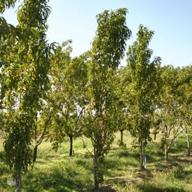 Photo of Crimson Rocket Peach Tree