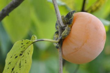 Persimmon Trees