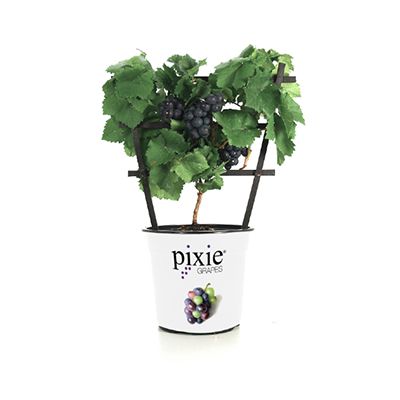 Photo of Pixie® Cabernet Franc Grape Vine