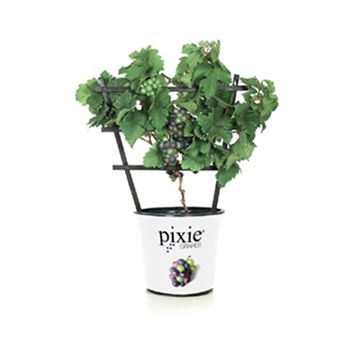 Photo of Pixie® Pinot Meunier Purple Grape Vine