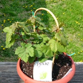 Pixie® Grapes in a pot