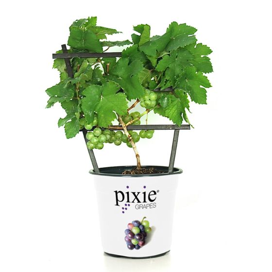 Photo of Pixie® Riesling Grape Vine