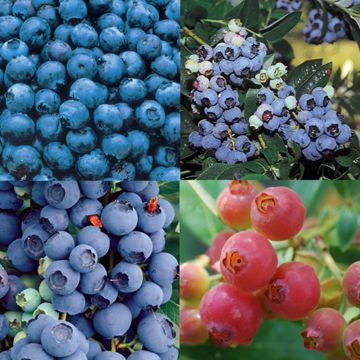 Photo of Edible Landscape Blueberry Plant Collection